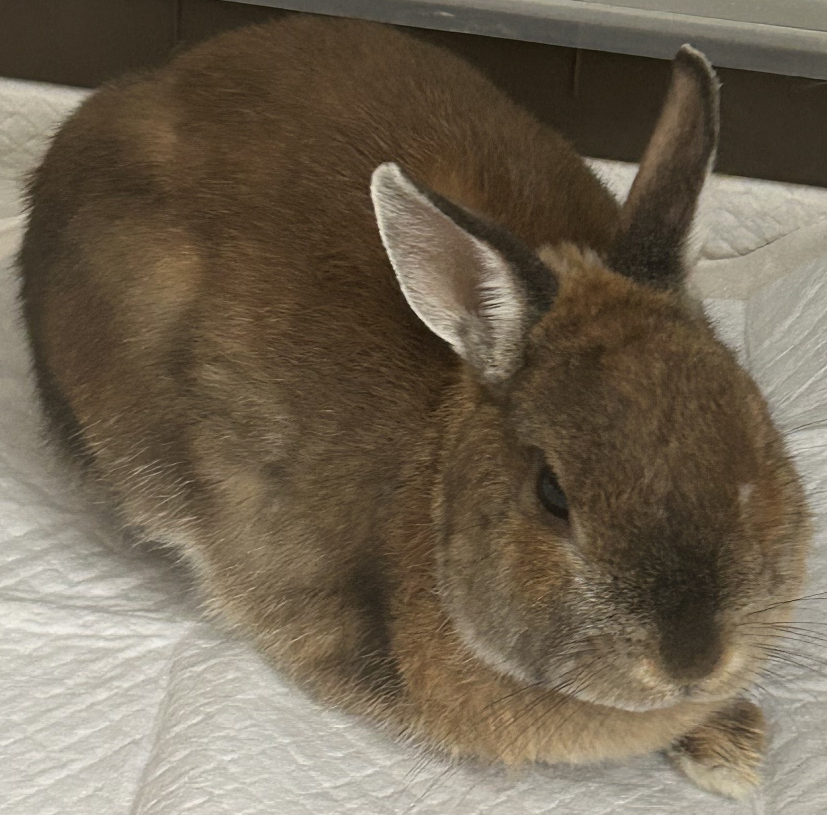 院長